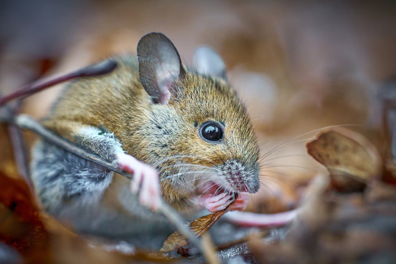A brown mouse eating