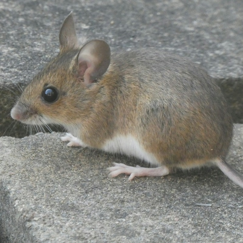 Wood mouse on pavement