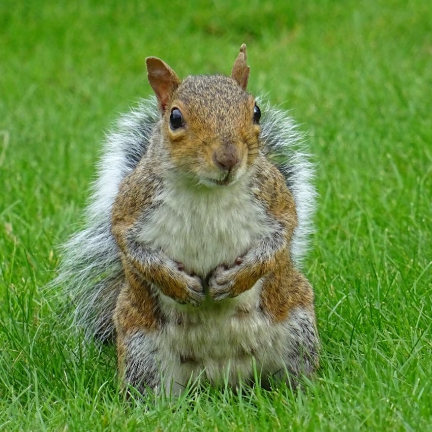 Grey squirrel sitting up in grass