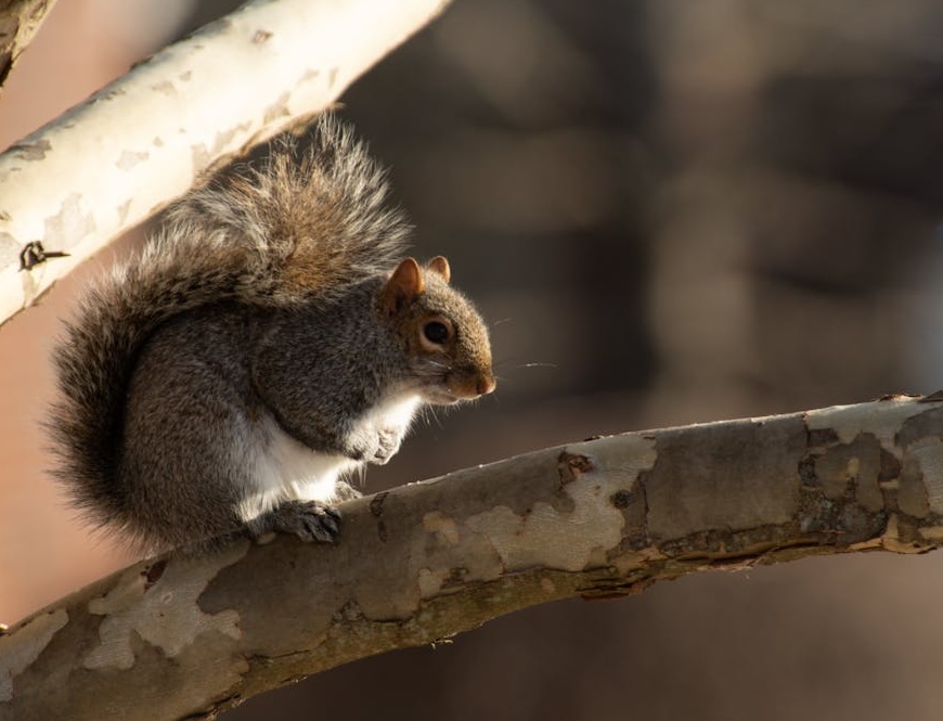 Grey squirrel on a branch