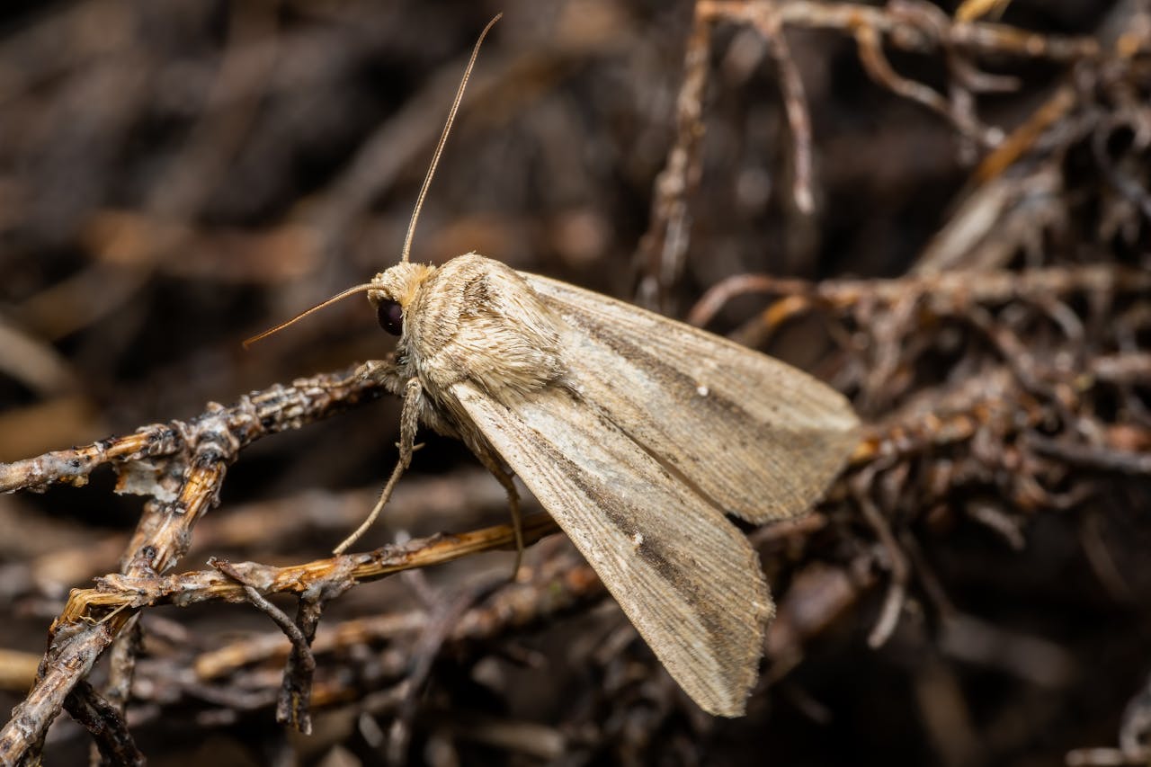 Large white moth on a twig
