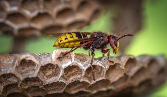 Wasp on the edge of a nest