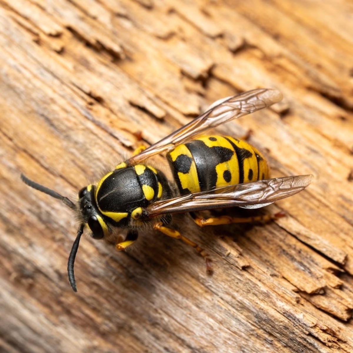 A wasp on a piece of wood