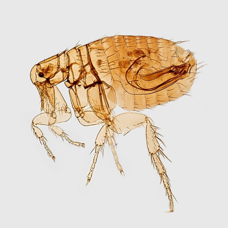 Drawing of a flea