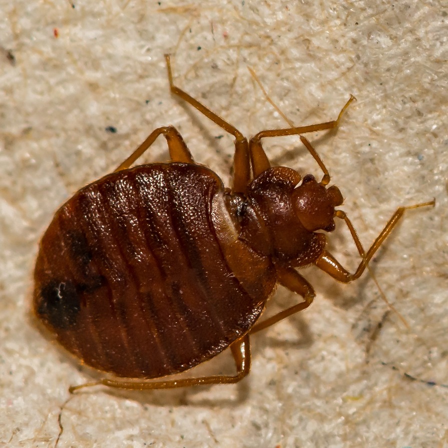 Adult bed bug