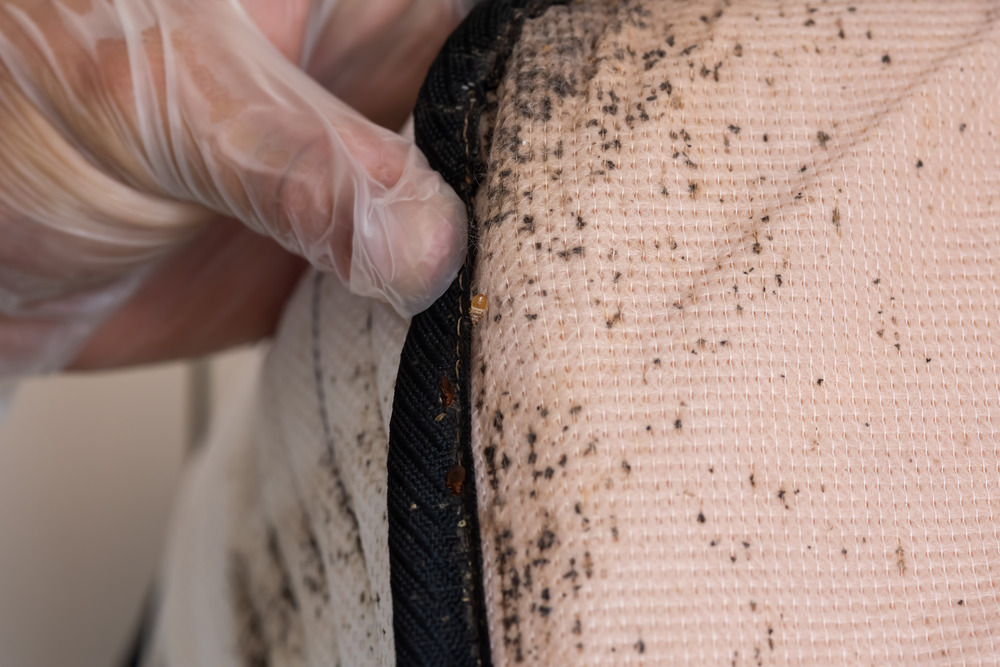 Bed bugs in a mattress