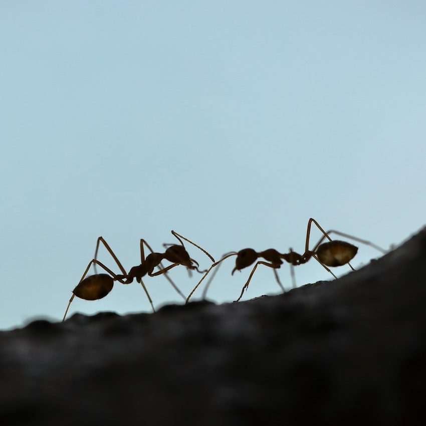 Ants on a branch