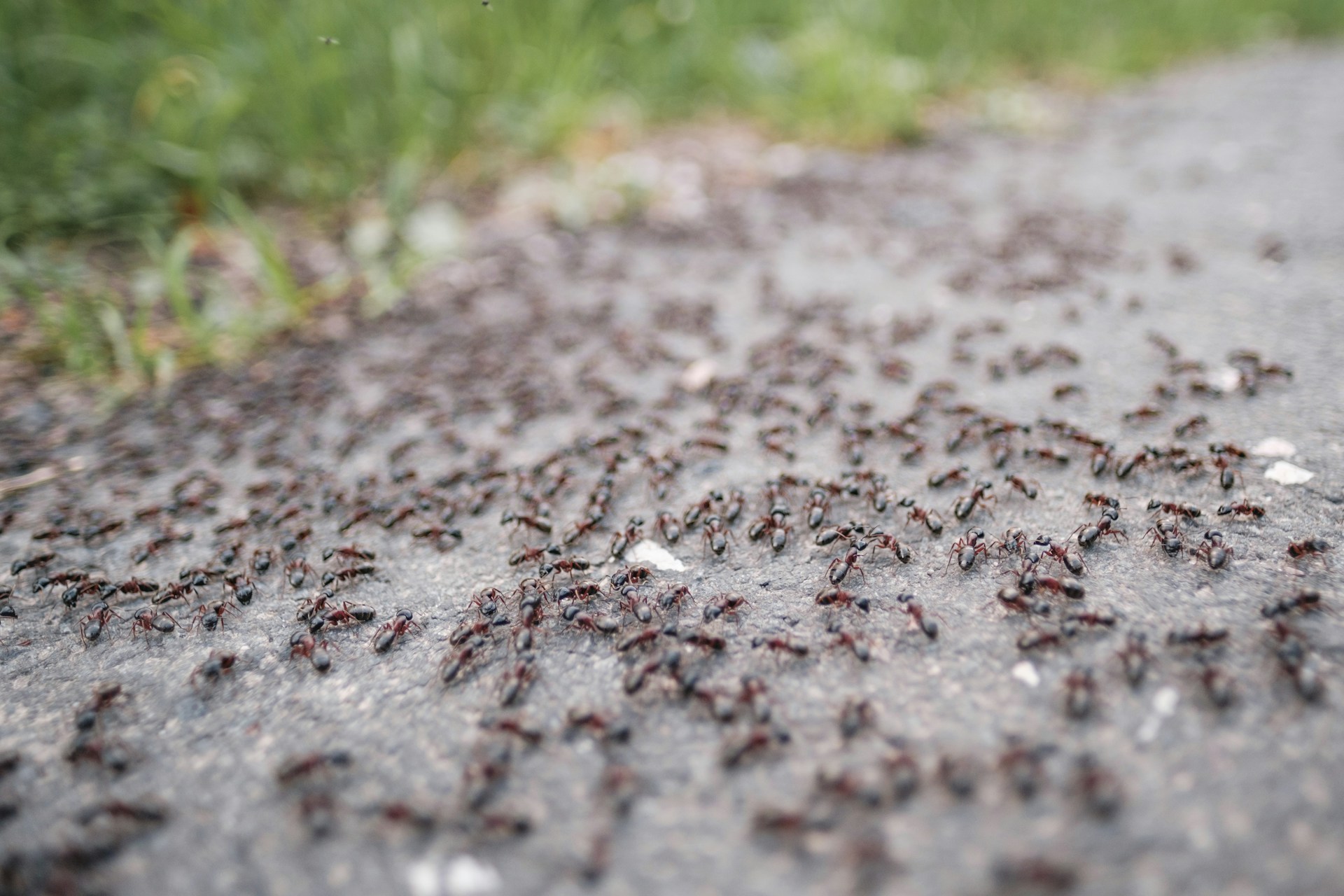 Ants on the pavement