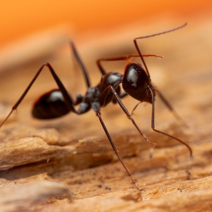 Ant on a wooden log