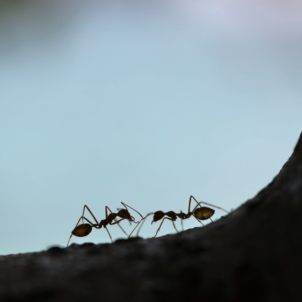 Ants on a tree