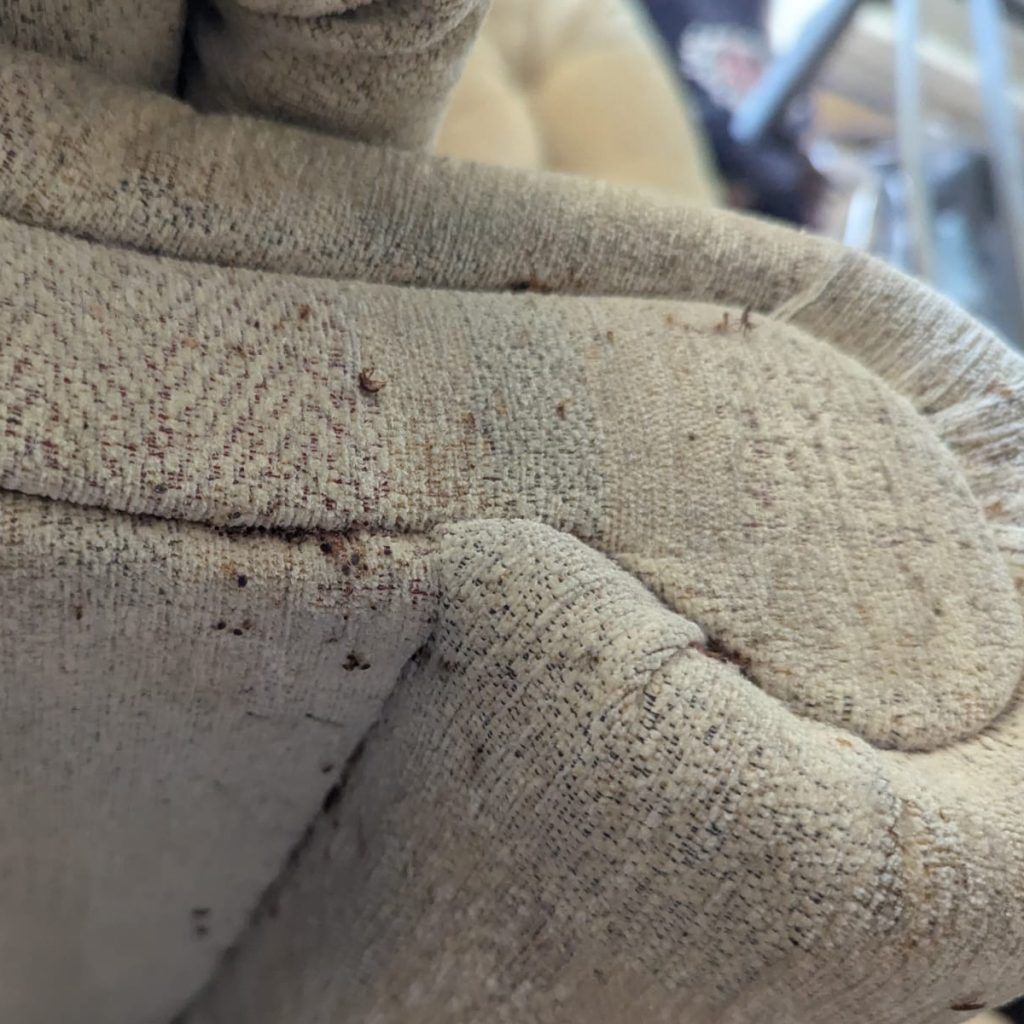 Bed bugs on a sofa arm