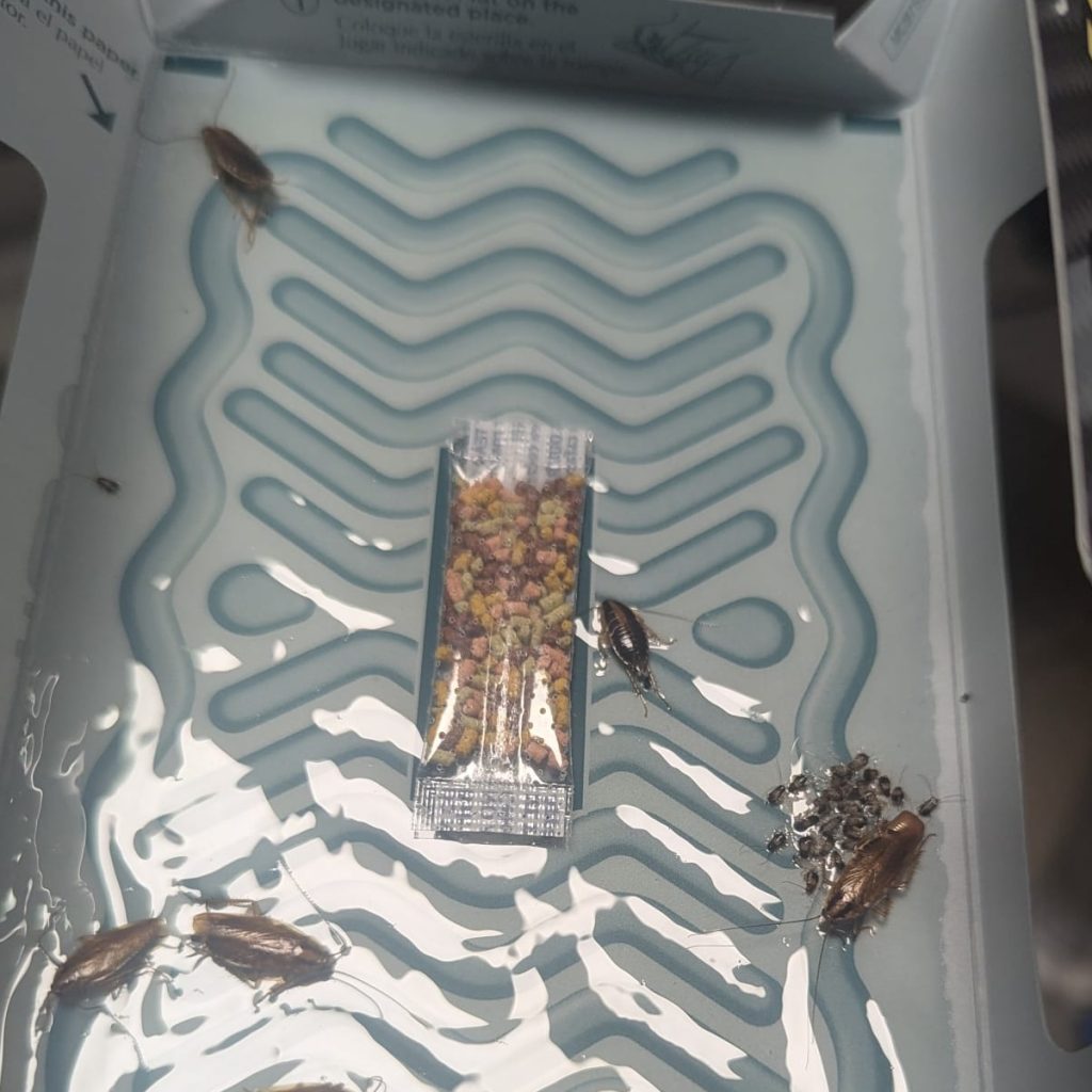 Cockroaches on a trap