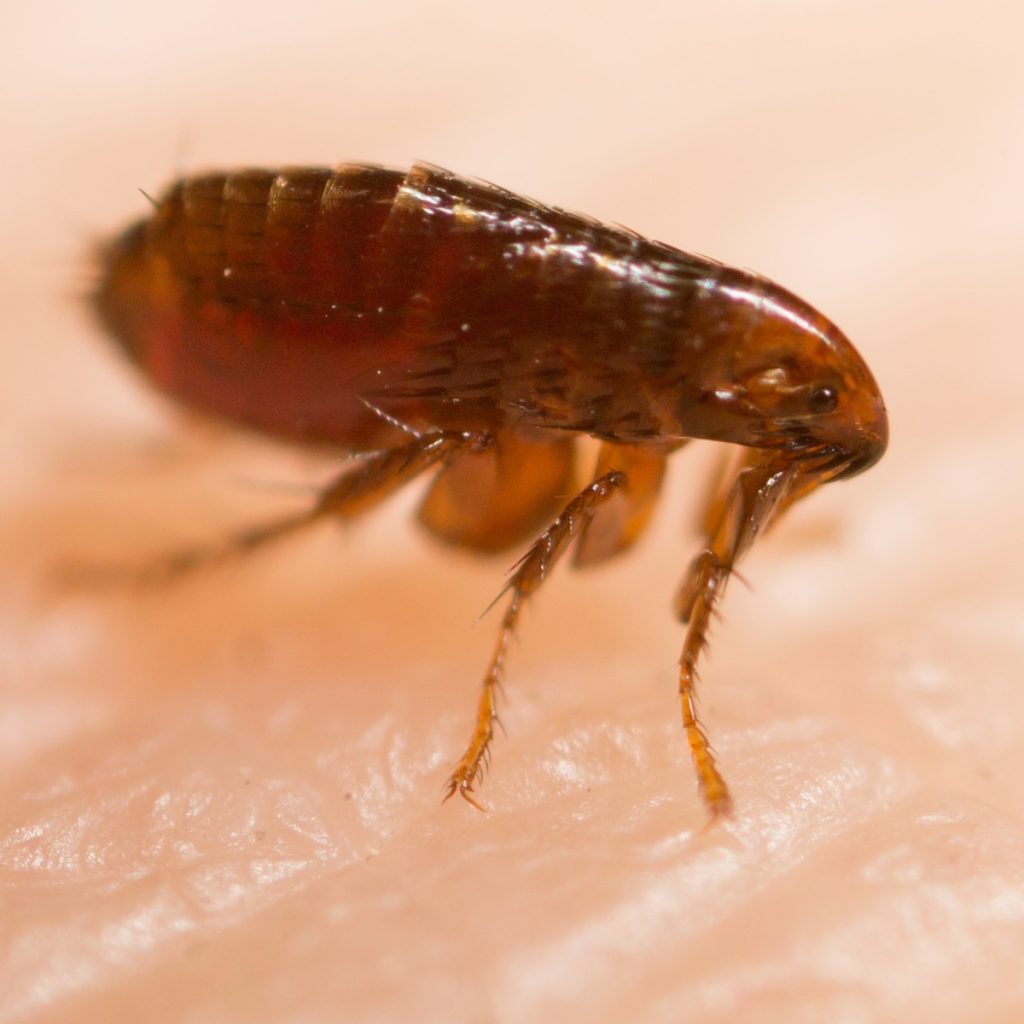 Flea on human skin