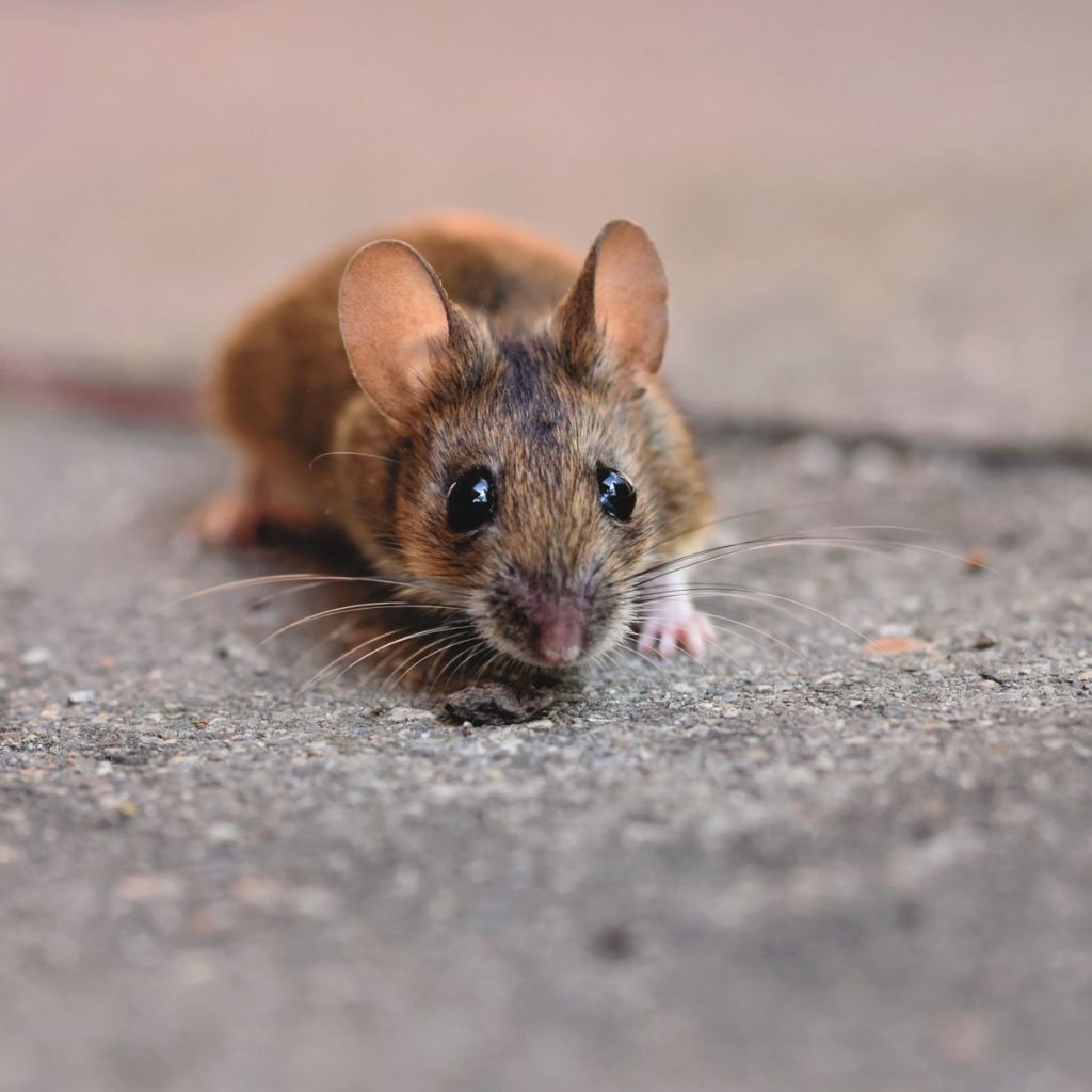 Mouse on concrete