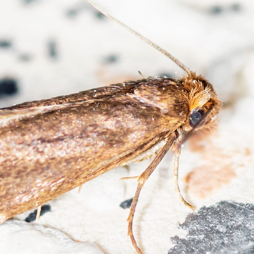 A case bearing clothes moth