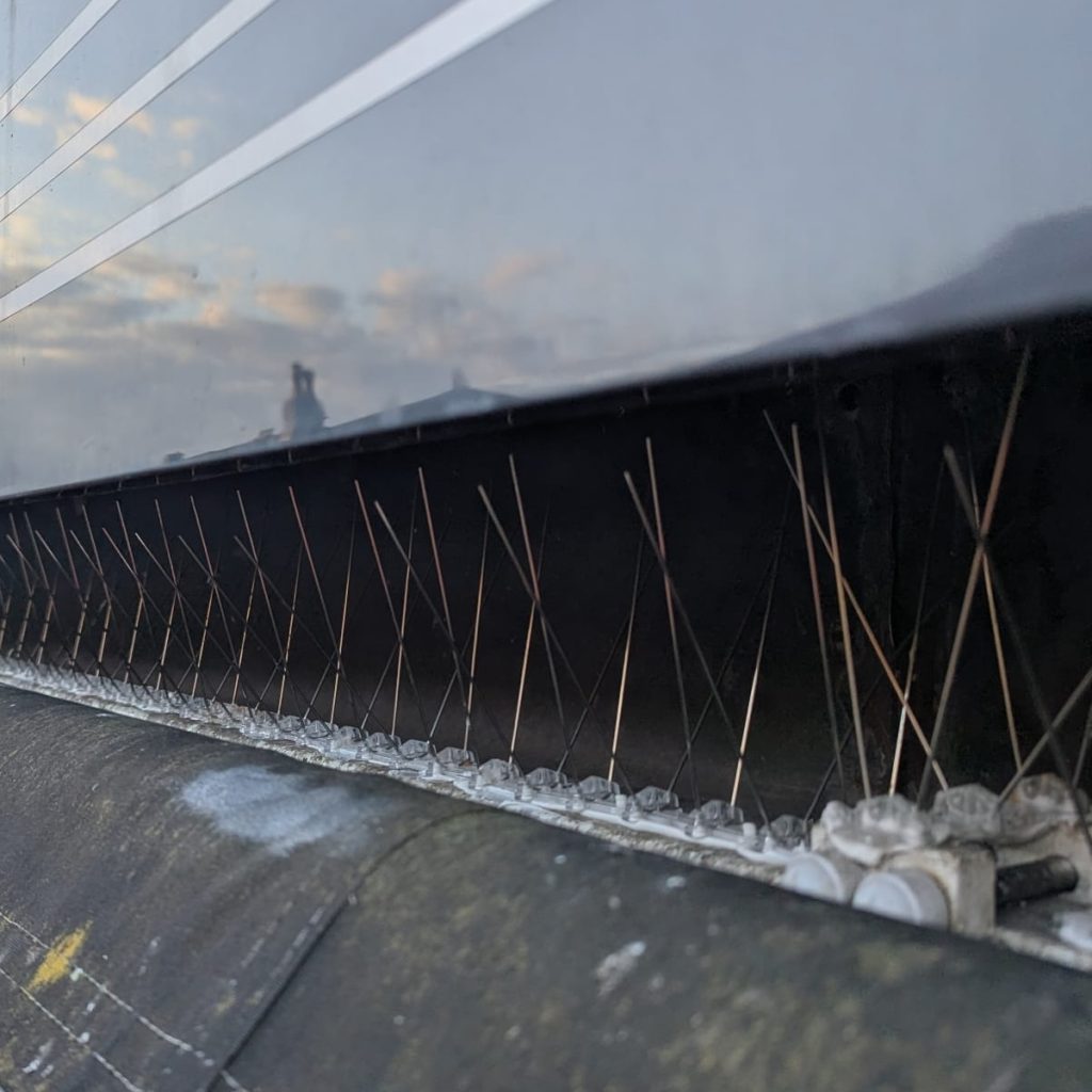 Pigeon spikes