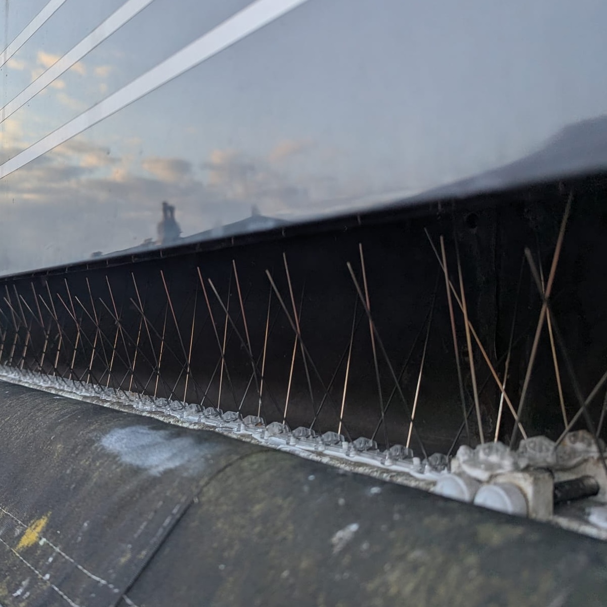 Pigeon spikes