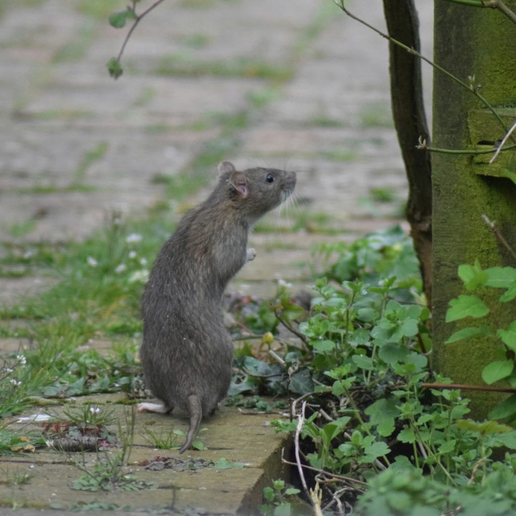 Brown rat on its hind legs