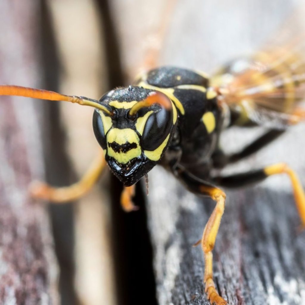 Wasp on wood