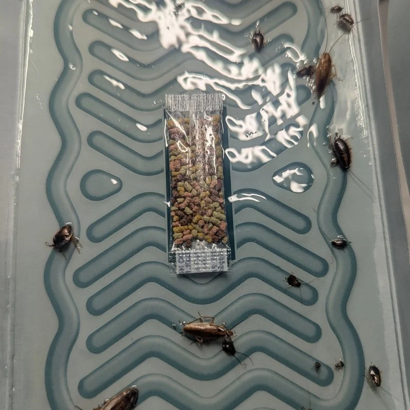 Cockroach trap with roaches in it