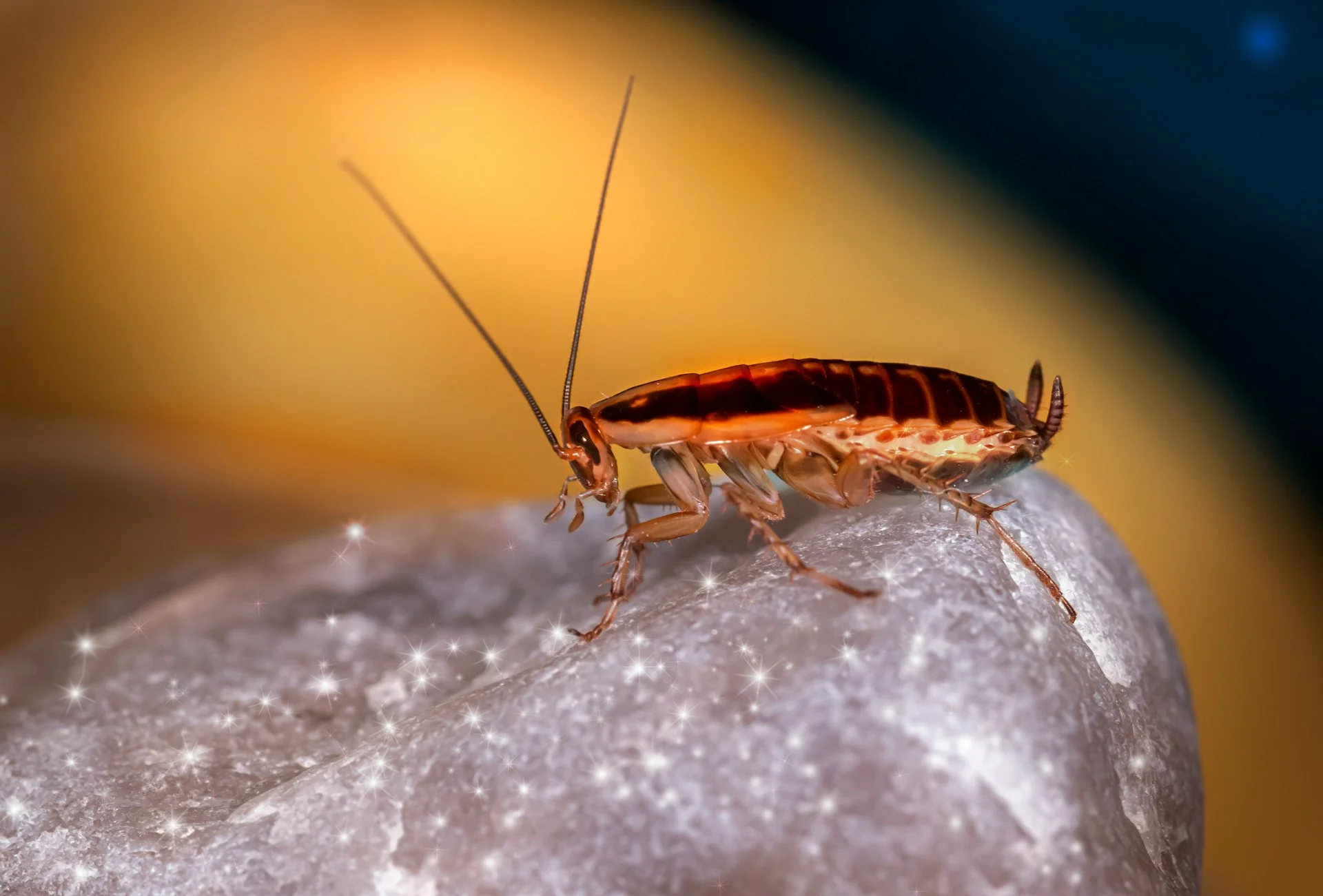 German cockroach