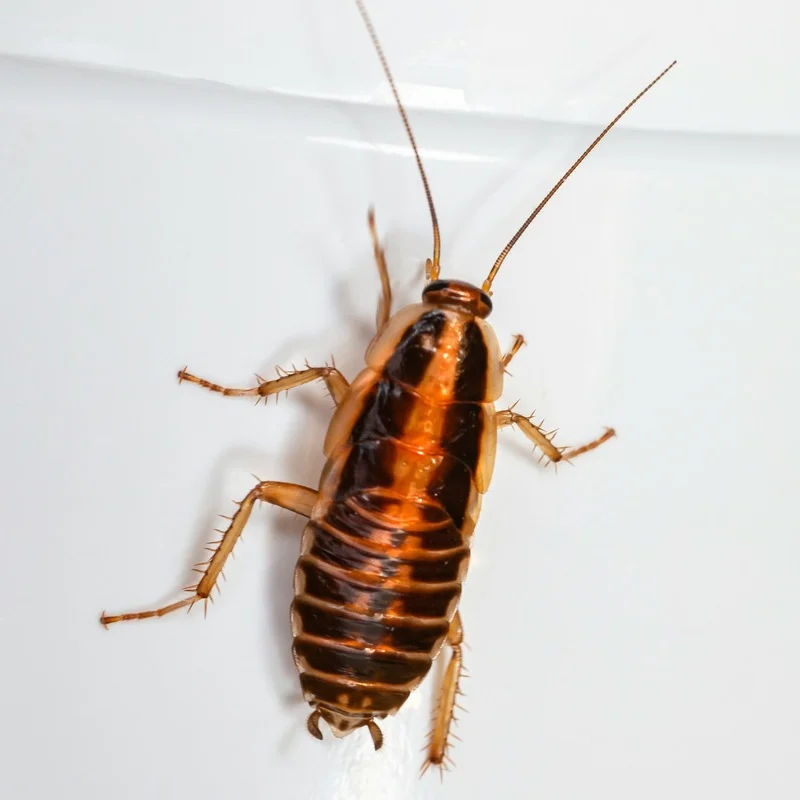Cockroach on a white wall