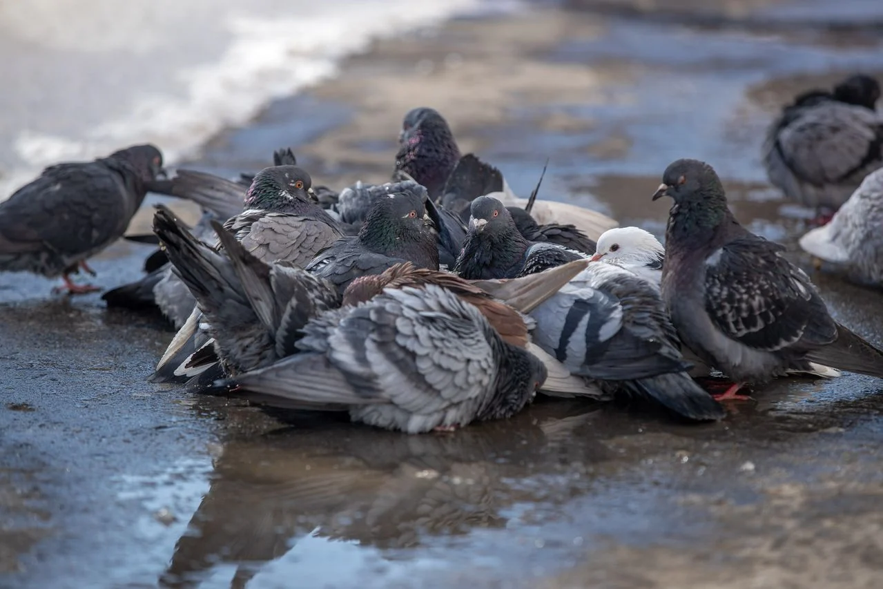 Pigeons in a puddle